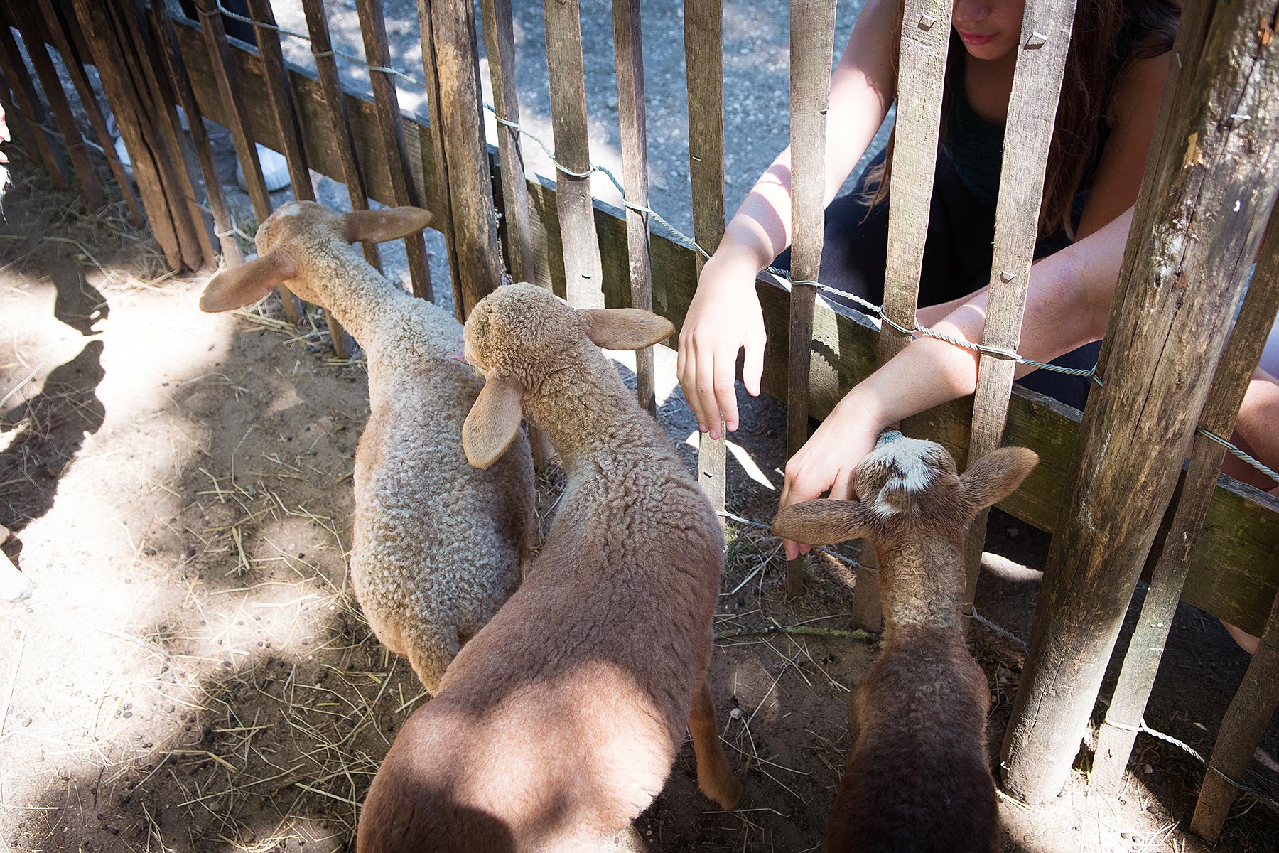 Animaux du Bournat